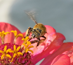 Amegilla garrula