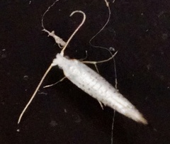 Argyresthia subreticulata