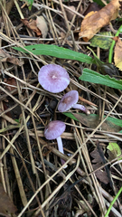 Inocybe lilacina