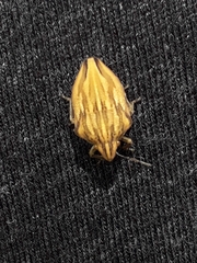 Odontotarsus