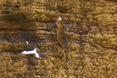 Ptyodactylus guttatus