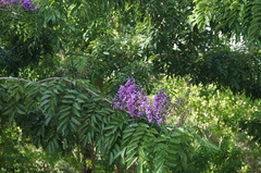 Lonchocarpus