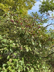 Crataegus