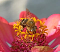 Amegilla garrula