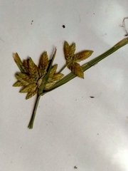 Cyperus flavescens