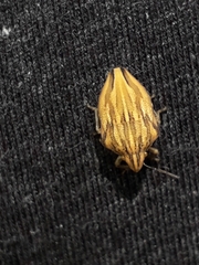 Odontotarsus