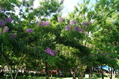 Lonchocarpus