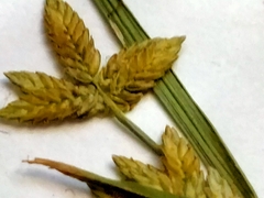 Cyperus flavescens