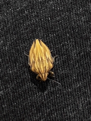 Odontotarsus