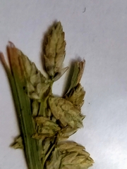 Cyperus flavescens