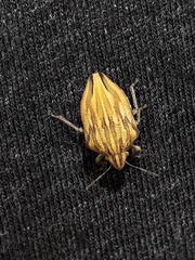 Odontotarsus