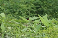 Jacana spinosa