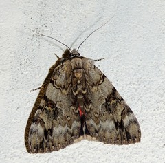 Catocala electa