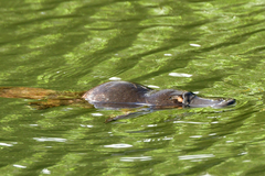 Ornithorhynchus anatinus