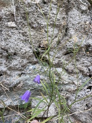 Campanula
