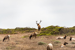 Cervus canadensis nannodes