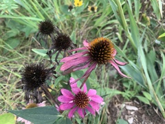 Echinacea