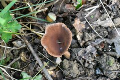 Paralepista flaccida