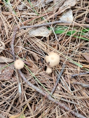 Rhodocollybia butyracea