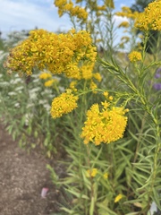 Solidago sempervirens