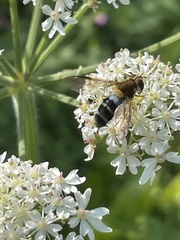 Leucozona glaucia