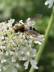 Leucozona glaucia