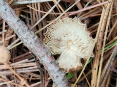 Rhodocollybia butyracea