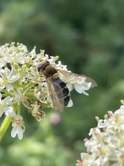 Leucozona glaucia