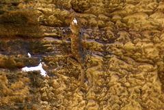 Ptyodactylus guttatus