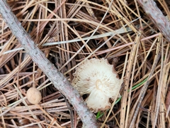 Rhodocollybia butyracea
