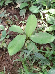 Goeppertia panamensis
