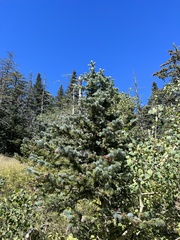 Picea pungens