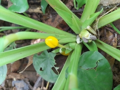 Goeppertia panamensis
