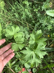 Geranium palustre