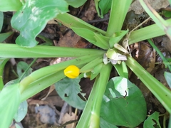 Goeppertia panamensis