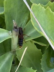 Platydracus immaculatus