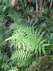 Coryphopteris castanea