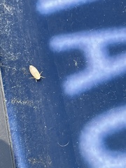 Curtara insularis