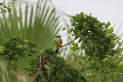 Tyrannus melancholicus