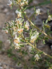 Reseda phyteuma
