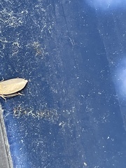 Curtara insularis