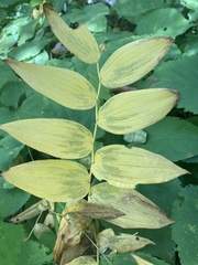 Streptopus lanceolatus