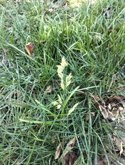 Poa pratensis