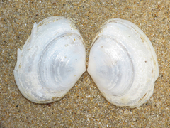 Tellinidae