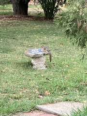 Sciurus