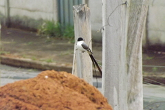 Tyrannus savana