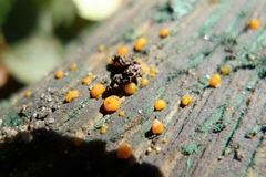 Dacrymyces