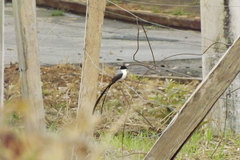 Tyrannus savana
