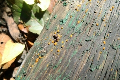Dacrymyces