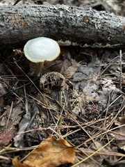 Hygrophorus chrysodon